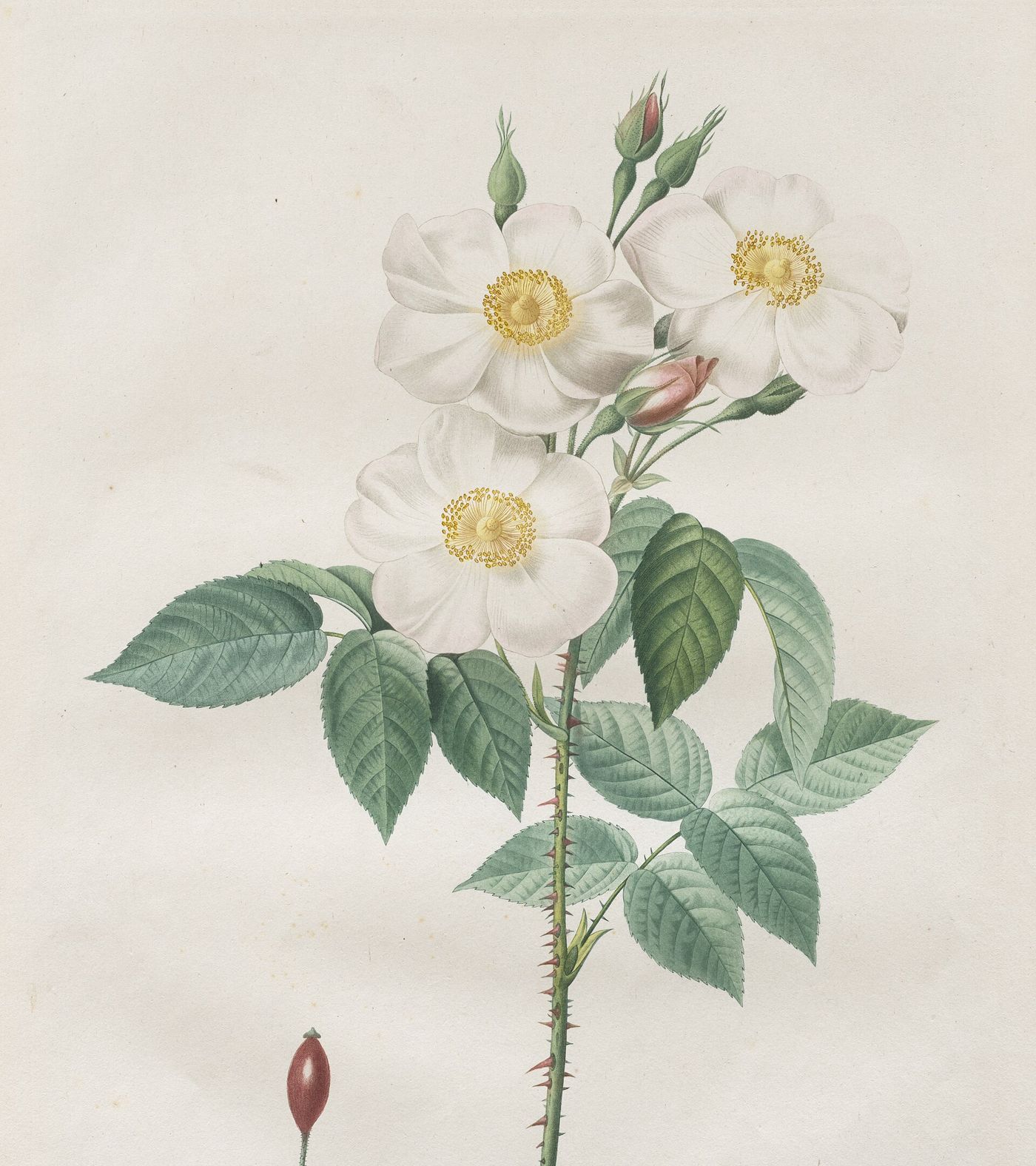 Lámina de una rosa damascena blanca, de Redouté