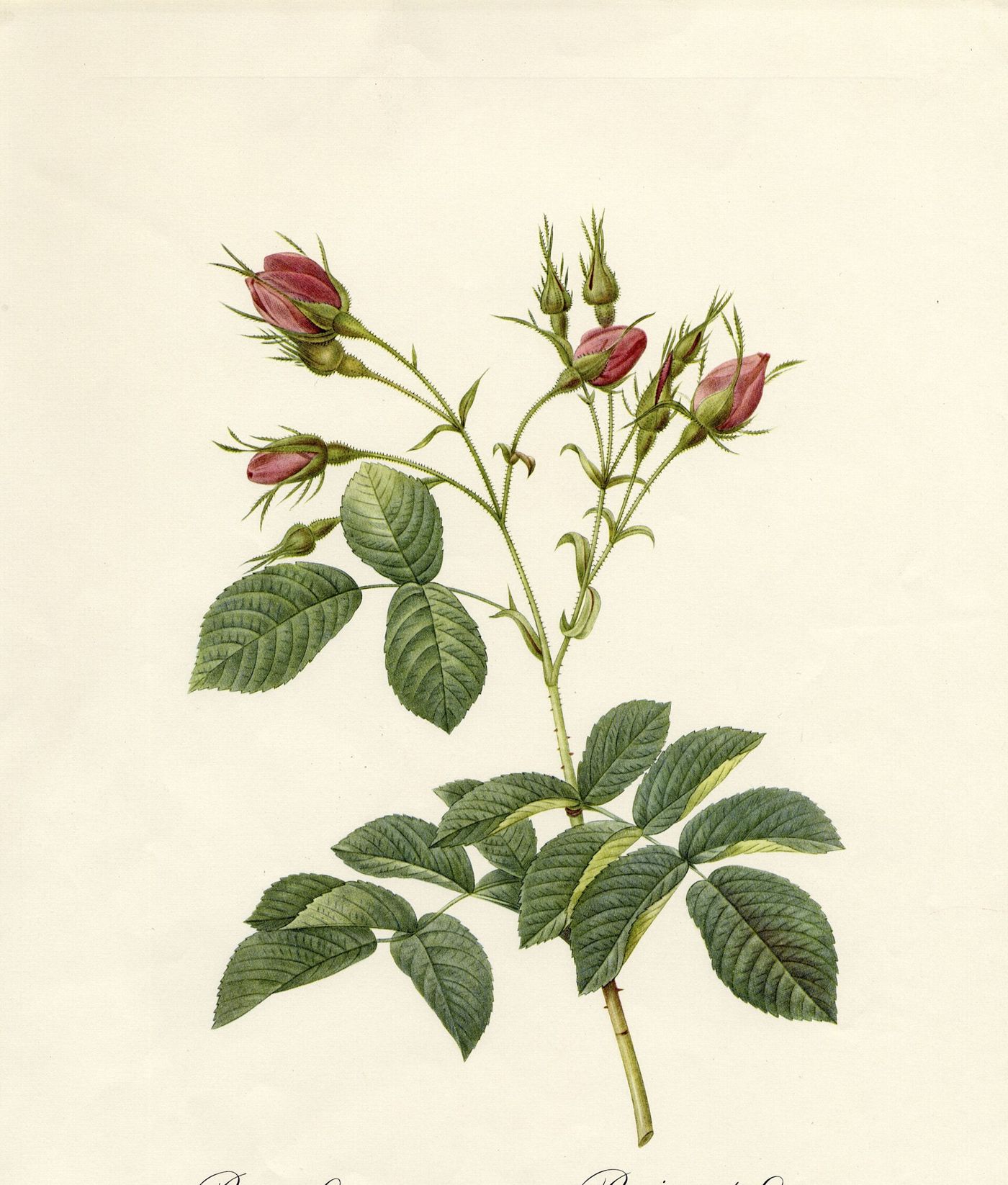 Lámina de un rosal de Evrat con botones, de Redouté