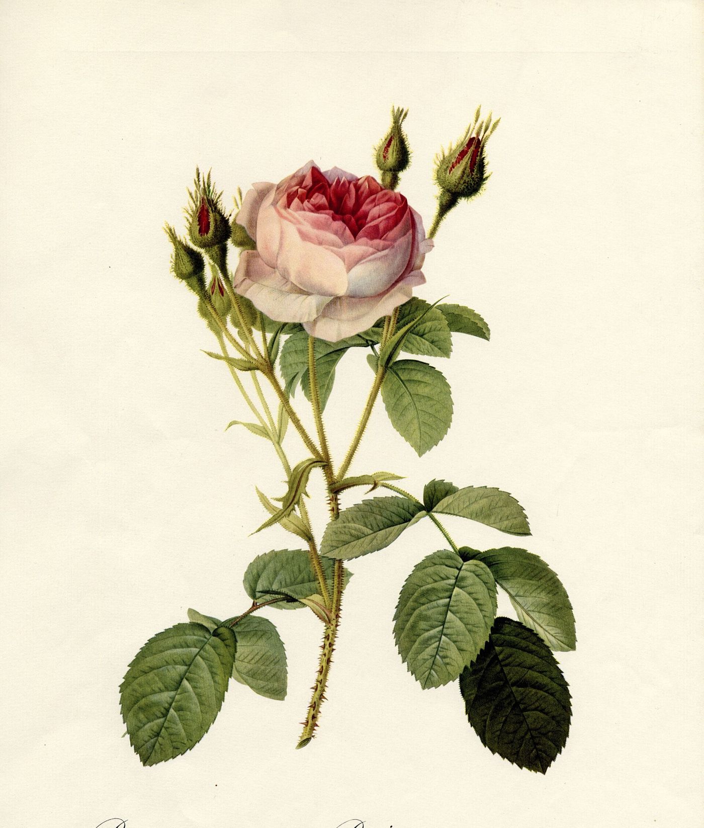 Lámina de una rosa musgosa de flores dobles, de Redouté